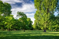 Forestazione urbana, Calderara di Reno anche nel 2022 tra i  Comuni destinatari del finanziamento